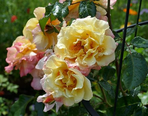 Kletterrose, Gelb-Rosa Blüten, Duftende Gartenrose, Mehrjährig, Winterhart