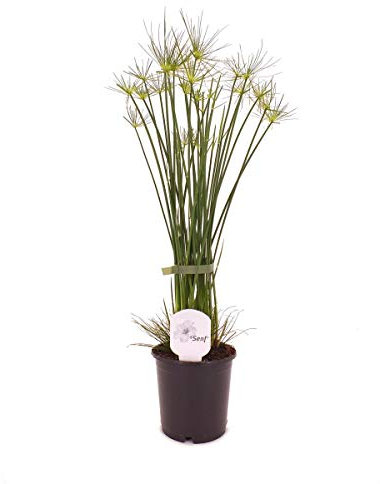 Zyperngras Cyperus haspan 60 cm - Zwergpapyrus Zimmerpflanze, pflegeleicht, dekorativ & luftreinigend - Ideal für Innenräume & Büro
