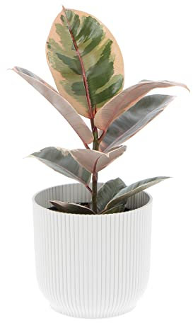 KENTIS - Ficus Robusta 'Belize' - Fico del Caucciù - Piante Vere da Appartamento - Pianta Purifica Aria Da Interno - H 40-50 cm Vaso Ø 14 cm