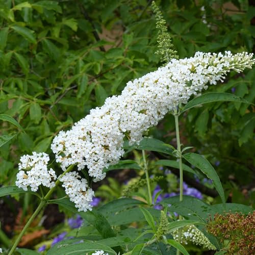 Pianta vera di Buddleja davidii Rêve de Papillon White - Diametro Vaso Ø 24 cm