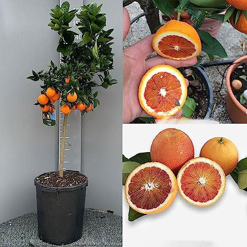Planta de naranjo SAVINI VIVAI, árbol de cítricos Tarocco Sanguinello Naranja en maceta de 35 cm altura 150-180 cm 6-7 años de injerto, fabricado en Italia