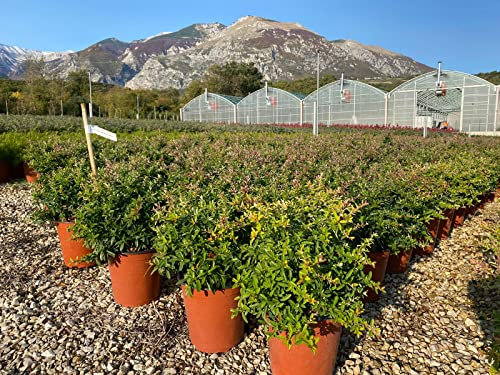 Pyracantha Navaho (Agazzino Nano) vaso 19 cm