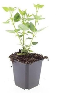 Agastache 'Blue Glück' – 10 – 25 cm – Ø 9 cm – 60 x