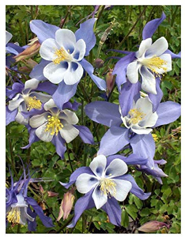 PREMIER SEEDS DIRECT - AQUILEGIA CAERULEA - Columbine - Blue - 600 Seeds