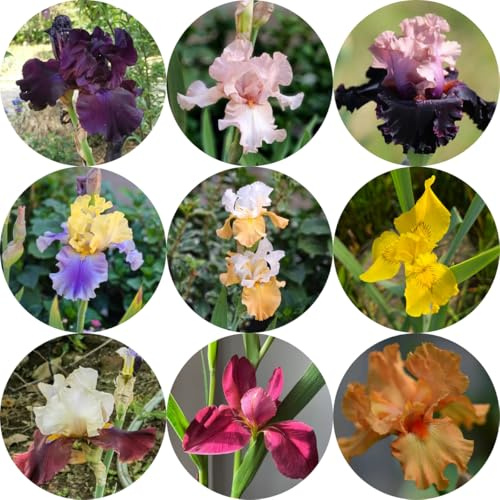 iris decoración jardín en miniatura iris resistentes para jardín y balcón silvestres balcón floración temprana interior y suministros 6bulbos