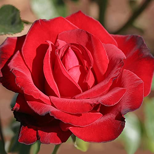 Heirloom Hybrid Tea Roses, Live Own Root Plant for Outdoor Garden, Black Beauty®, Lightly Fragrant, Hardiness Zones: 6-10, Continual Blooming