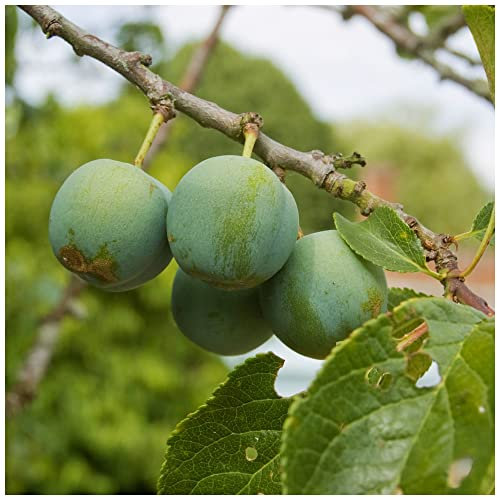 Dwarf Patio Cambridge Gage Plum Tree in a 5L Pot, Miniature, Self-Fertile & Heavy Cropper, Ready to Fruit 3fatpigs®