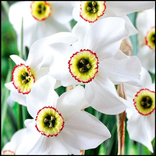 Narciso bulbi,piante erbacee perenni,narcisi bulbi rosa,bulbi di fiori a fioritura primaverile,bulbi di fiori doppi, bulbi belli e sani,daffodil bulbi(senza semi,non artificiali)-2bulbi-B