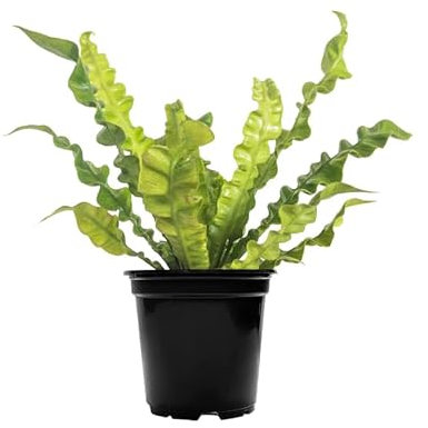 Helecho Asplenium Nido de Ave Planta Natural Fresca y Elegante