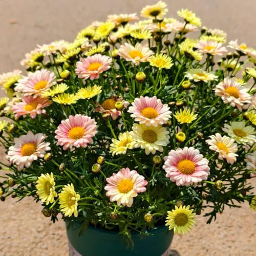 margeriten samen mehrjährig, margeritensamen seltene samen blumen für balkon pflanzensamen steingartenpflanzen winterhart dekoration wohnzimmer gartenpflanzen balkon deko blumenwiese 600pcs