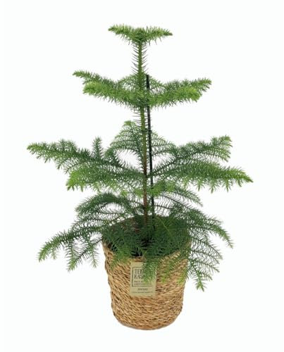 Plant in a Box - Araucaria Heterophylla - Inclus panier - Pin de Norfolk - Araucaria excelsa - Pin d'Intérieur - Pot 17cm - Hauteur 50-60cm