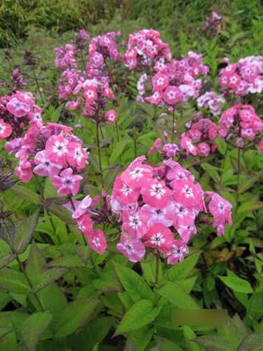 Phlox paniculata Junior Dance - Flammenblume Verpackungseinheit 10