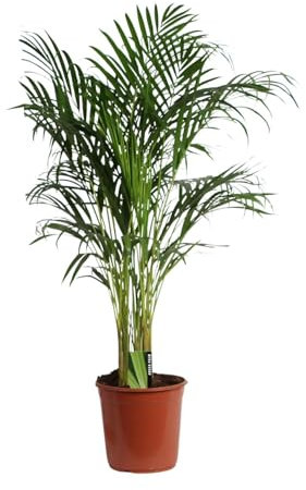 Dypsis Lutescens - Palmera areca - Palmera dorada - 110-120cm - Ø24cm - Planta de interior - Hojas perennes
