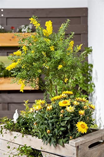 Cytisus nigricans 'Cyni' 30–40 cm – Winterhart, Mehrjährig, Pflegeleicht – Schwarzwerdender Ginster – Zierstrauch für Beet & Garten