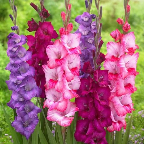 Bulbo De Gladiolo-Gladiolos Bulbos,Gladiolus Tristis,Gladiolos En Maceta,Planta De Gladiolos,Plantar En Macetas,Decoracion De Jardin-8Bulbos-b