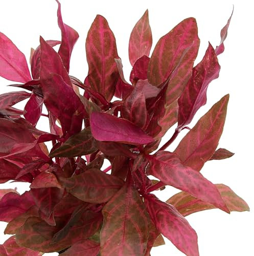K2AQUA Alternanthera Reineckii Rosanervig Live Aquarium Plants for Freshwater Tropical Tanks Fast Growing