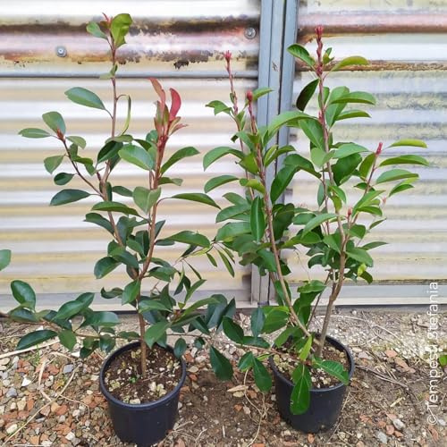 Photinia red robin, 8 piante alte 60/80 cm, vaso Ø18