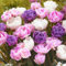 Tulipani bulbi,perenni tulipano pianta,Resistente al freddo,facile da curare,tulipani rosa bulbi,è pieno di vitalità,splendide piante ornamentali,tulipani bulbi mix.-20 bulbi-A