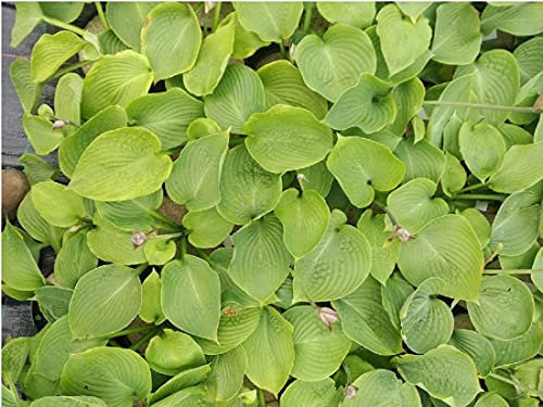 Hosta Jurassic Park (R) in 2 Litre Pot