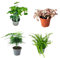 I Giardini di Giulia | Set 4 Piantine Verdi per Terrarium Fai-da-Te | Felce, Edera, Fittonia, Asparagus | Piante Vive Facili da Curare (Fittonia rosa)