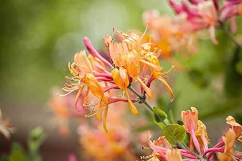 Lonicera henryi 60-100 cm - Immergrünes Geißblatt, gelb-rote Blüten, Blütezeit Mai-Juni, ideal für Rankgerüste, winterhart, bienenfreundlich