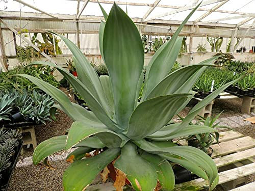 Agave Ellemeentiana Emerald Agave 5 fresh seeds:Seeds