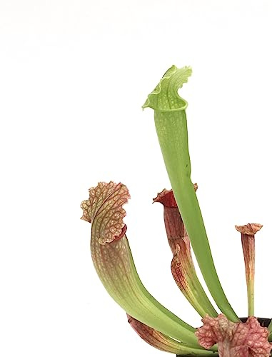 Sarracenia: Planta Natural Carnívora para Jardines Exuberantes y Libres de Plagas