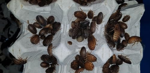 Isopod Gisby-Dubia Roaches,Blaptica Dubia,Live food feeding (Pack of 50)- (Medium)