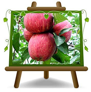 Pommiers Super Starking - Plante fruitière vieux sur pot 26 - arbre max 170 cm - 4 ans