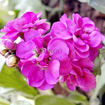 15: 120 Pieces Mixed Beautiful Begonia Seeds Rare Rose Rieger Potted Flowers Bonsai Garden Courtyard Balcony Planting Dry Begonia Seeds 15: Only Seeds