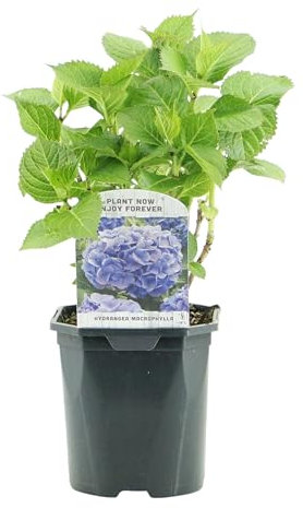 GreenboutiQ - Hortensia - Hydrangea macrophylla Bleu - Fleur Bleu - 3 Plantes - 1m2 - Feuillage Caduc - Peu d'Entretien - Pot 17cm Hauteur 30cm