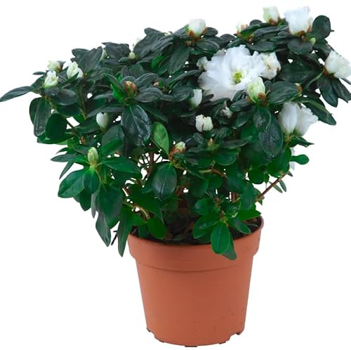 Planta Viva de Azalea – Arbusto Natural Decorativo y Elegante
