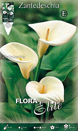 Portal Cool Bulbi Primaverili Calla Zantedeschia Aethiopica Confezione da 1 Lampadine