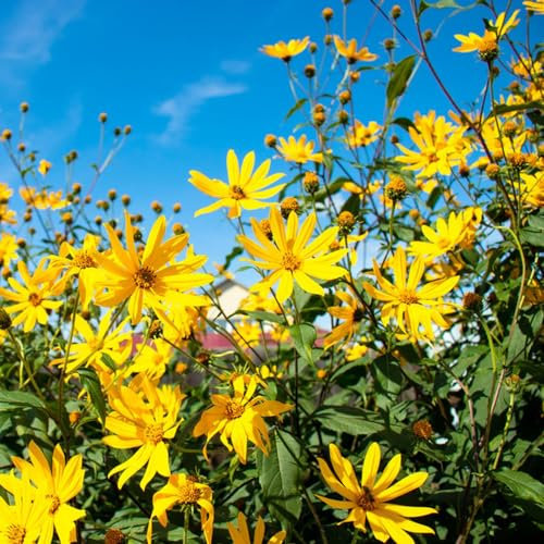 8 pcs topinambur saatknollen zum pflanzen Zwiebeln, topinambur - knollen, seltene pflanzen, kräutergarten geschenk topinambur kaufen - Helianthus tuberosus - anpflanztöpfchen plant