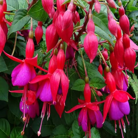 100 graines de fleurs de fuchsia fraîches