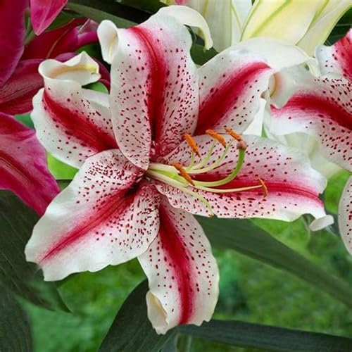 Lilium martagon zwiebeln,Winterharte mehrjährig,seltene pflanzen,Hervorragende Verzierung,Duft lilien,Irisierend,dekorative Blumen,Lilien Im topf,lilien zwiebeln.-8 zwiebeln-O