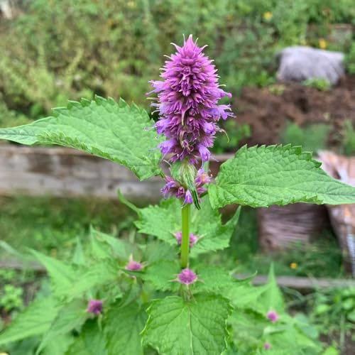 semillas de ortiga perfumadas, balcón Agastache foeniculum, jardín rocas resistentes verdes medicinales regalos para 250pcs
