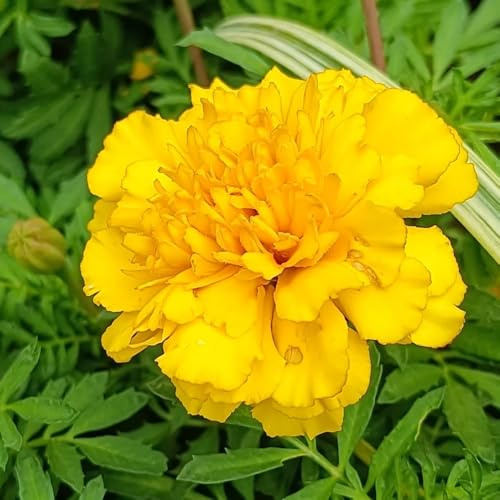 Semi di calendula biologici - esotiche balcone, perenni resistenti decorative 200pcs