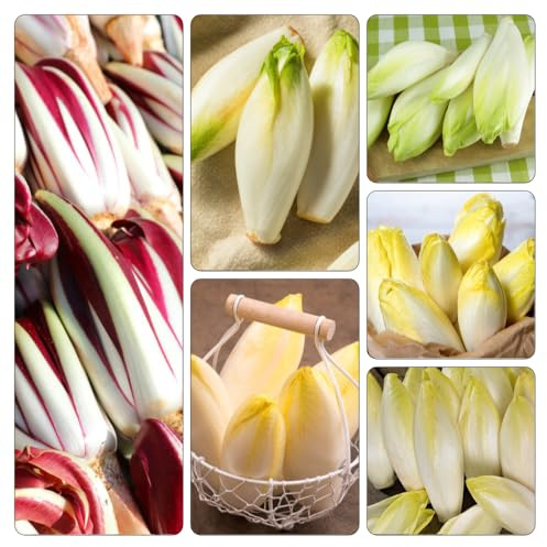cicoria di giardino di rocce semi radicchio orticoli resistenti balcone semi giardino tetti verdi resistenti 300pcs
