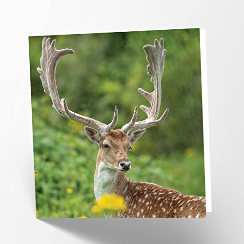 Maturi Carte de vœux vierge avec image de cerf