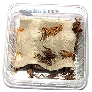 1 Dose kleine Heimchen, Futterinsekten Futtertiere