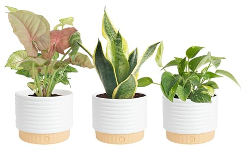 Costa Farms Live Indoor House Plants (3-Pack), Hand Selected Easy to Maintain Indoor Assorted Houseplants in Plant Pots, Curated Air Purifying Mix, Low Light, Home Office Decor Plant Gift