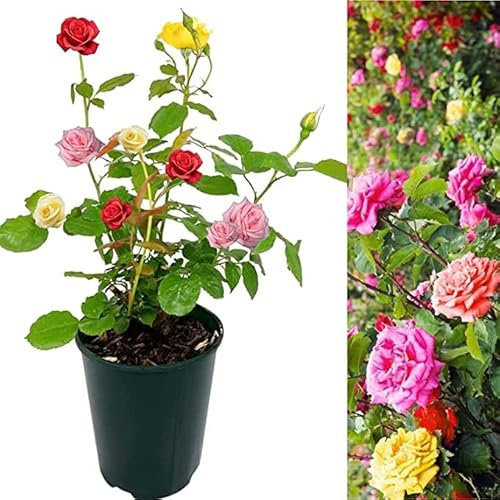 Carbeth Plants Rose Bush Trio 2 x 3L Pot - Tricolour Roses