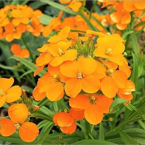 300 Graines de Giroflée Orange (Cheiranthus allionii) - Fleur ORANGE Vif - Jardin - 253