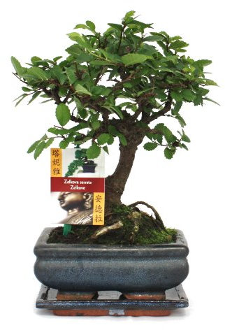 Exotenherz - Bonsai Chinesische Ulme - Ulmus parviflora - ca. 6 Jahre - Kugelform