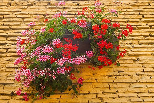 Geranio a foglia di ederaSpeedy mixed; geranio a cascata - semi