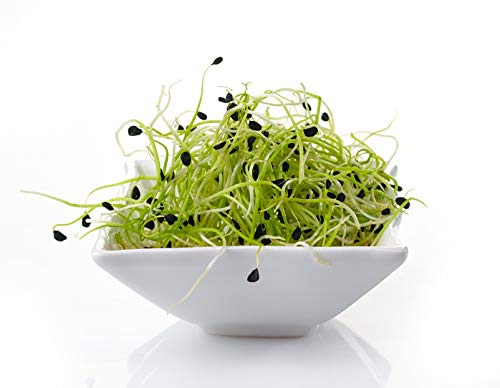 Garlic Chives Sprouting Seeds - Non-GMO - 1 Ounce