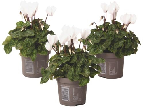 Plant in a Box - Cyclamen de Perse - Set de 3 - Cyclamen persicum 'Metis White' - Hauteur 10-20cm - Pot 9cm - Plante fleurie pour l’automne et l’hiver - Facile d’entretien et élégante