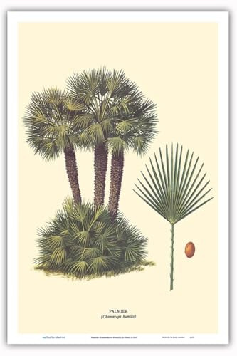 Dwarf Palm Tree - Palmier (Chamaerops Humilis) Poster Print