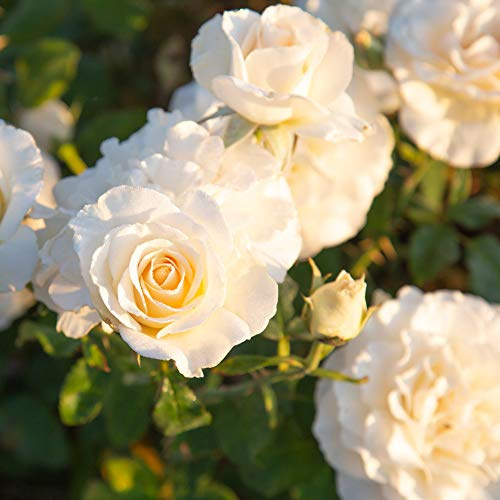 Heirloom Floribunda Roses, Live Own Root Plant for Outdoor Garden, French Lace™, Moderately FragrantHardiness Zones: 6-10, Continual Blooming